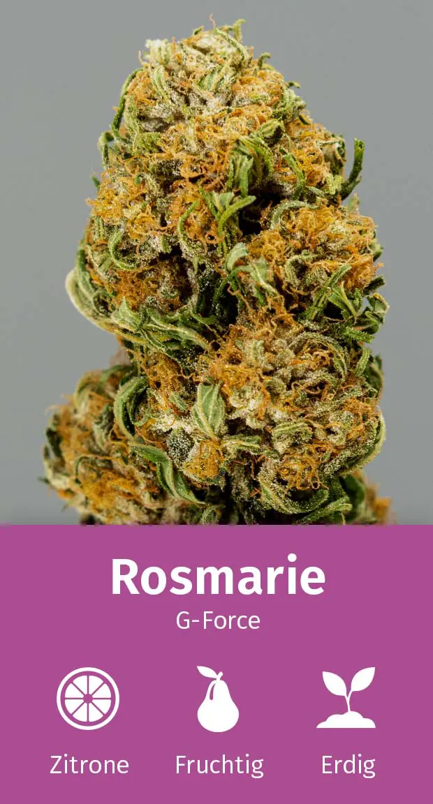 Aromabeschreibung_Rosmarie CBD Blüten Aromabeschreibung