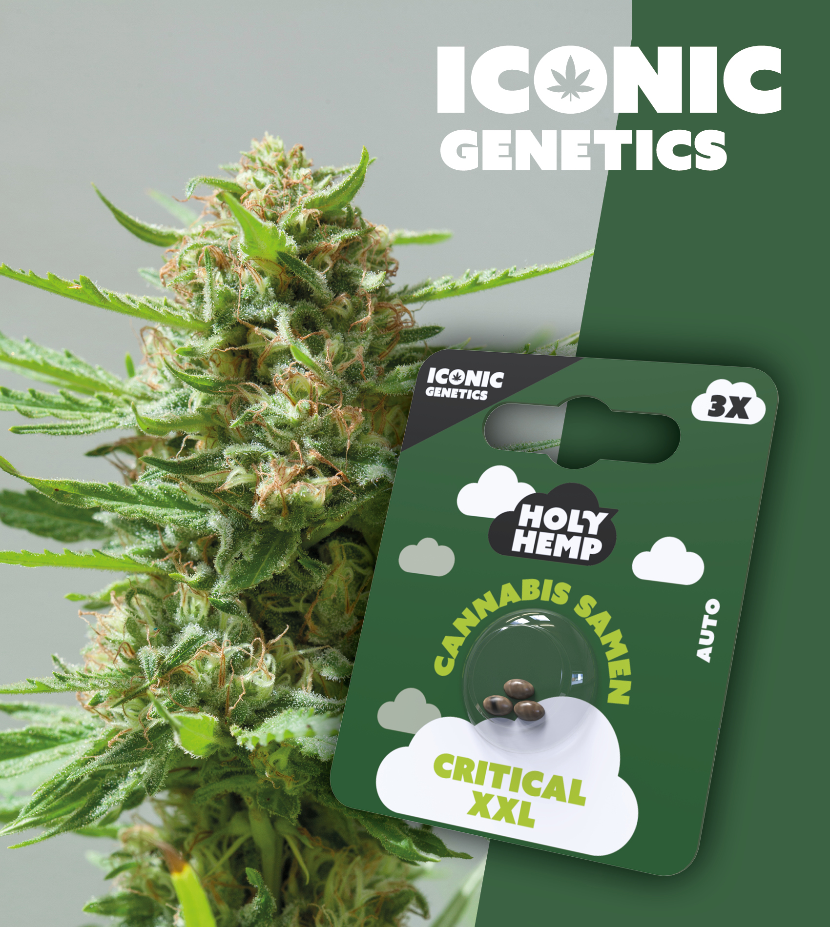 Holy Hemp_Critical XXL