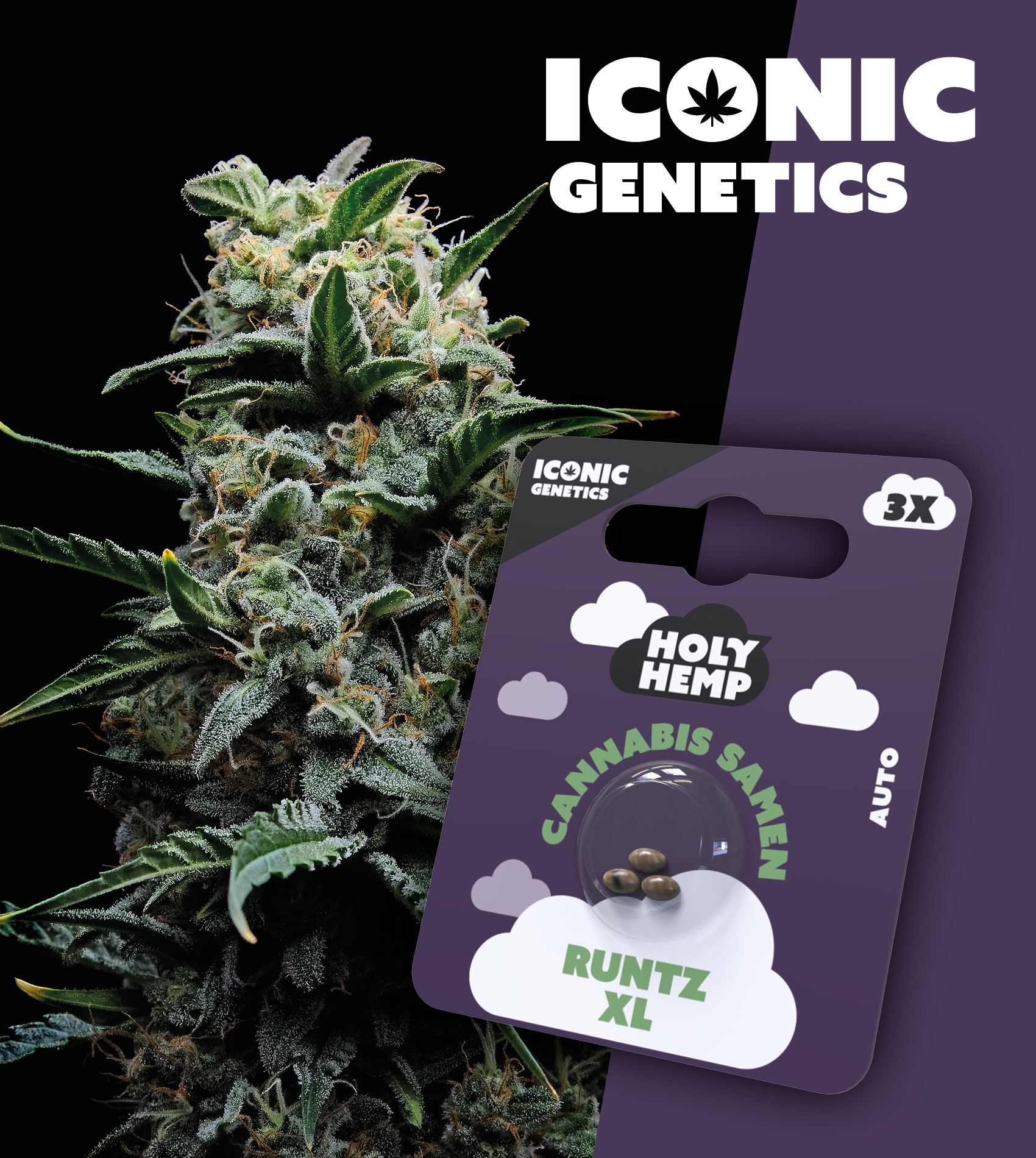 Holy Hemp_Runtz XL