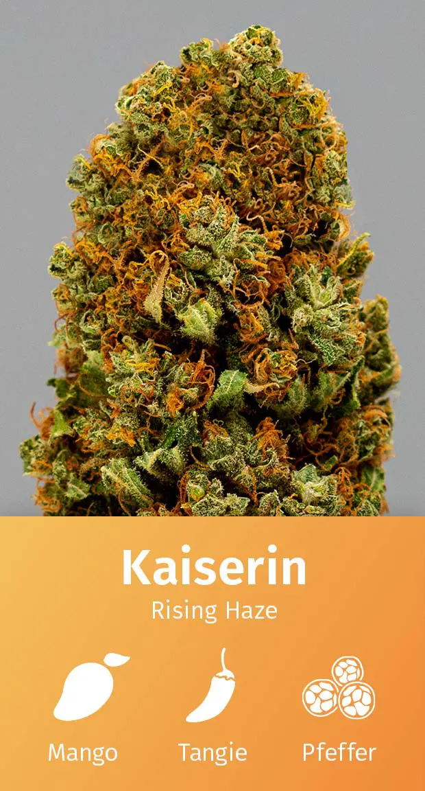 Aromabeschreibung_Kaiserin CBD Blüten Aromabeschreibung