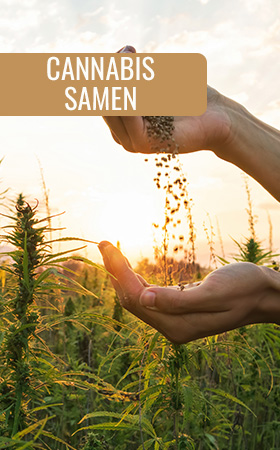 Samen Cannabis Hanf bei CBD Naturextrakt bei CBD Vape bei CBD Blüten bei Well ń Nature