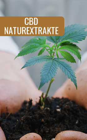 CBD Naturextrakt bei CBD Vape bei CBD Blüten bei Well ń Nature
