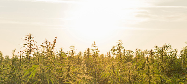 Hanf CBD Wissen bei Well ń Nature Blog