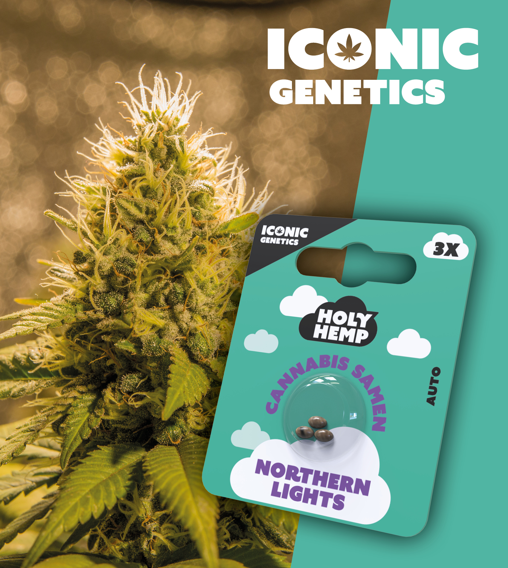Holy Hemp_Northern Lights