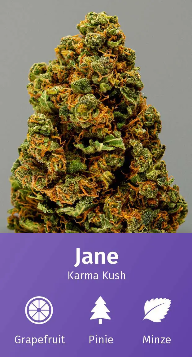 Aromabeschreibung-Jane.jpg CBD Blüten Aromabeschreibung