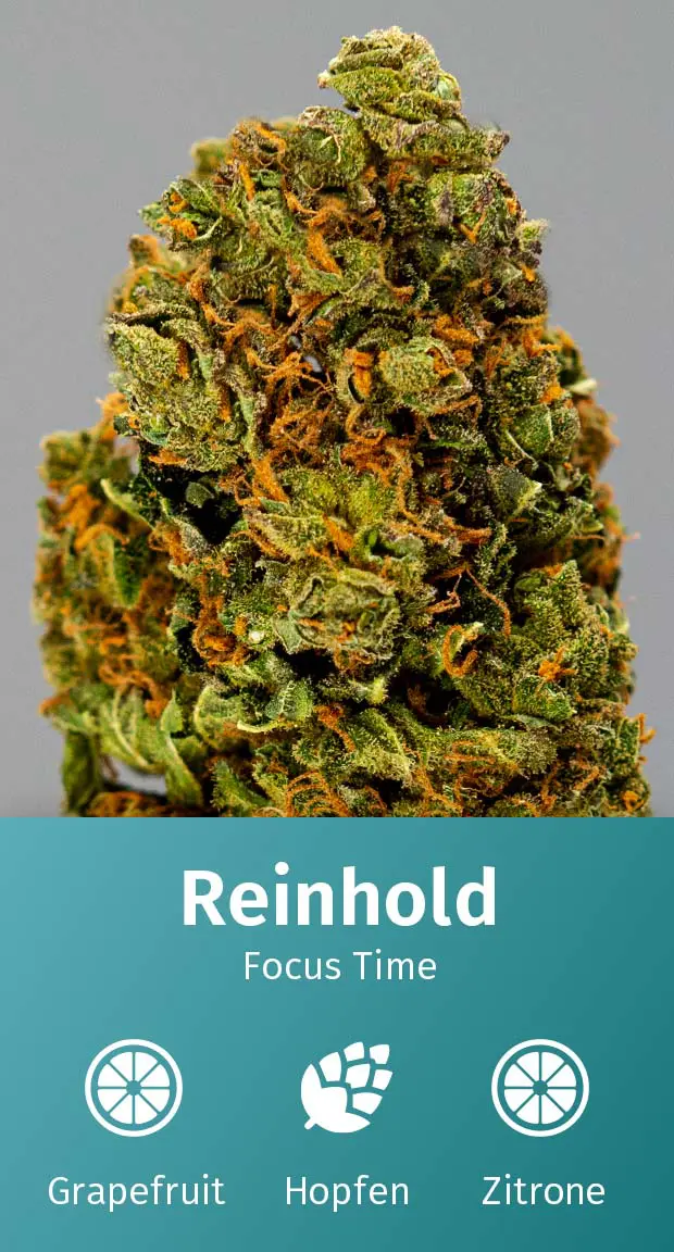 Aromabeschreibung_Reinhold CBD Blüten Aromabeschreibung