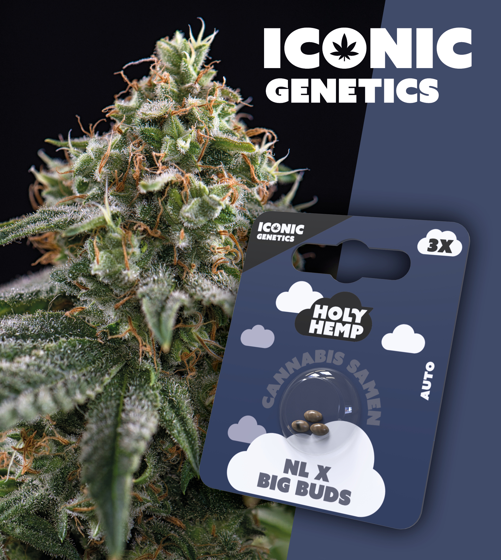 Holy Hemp_NLxBigBuds