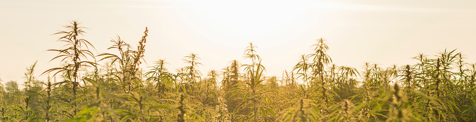 Hanf CBD Wissen Bericht