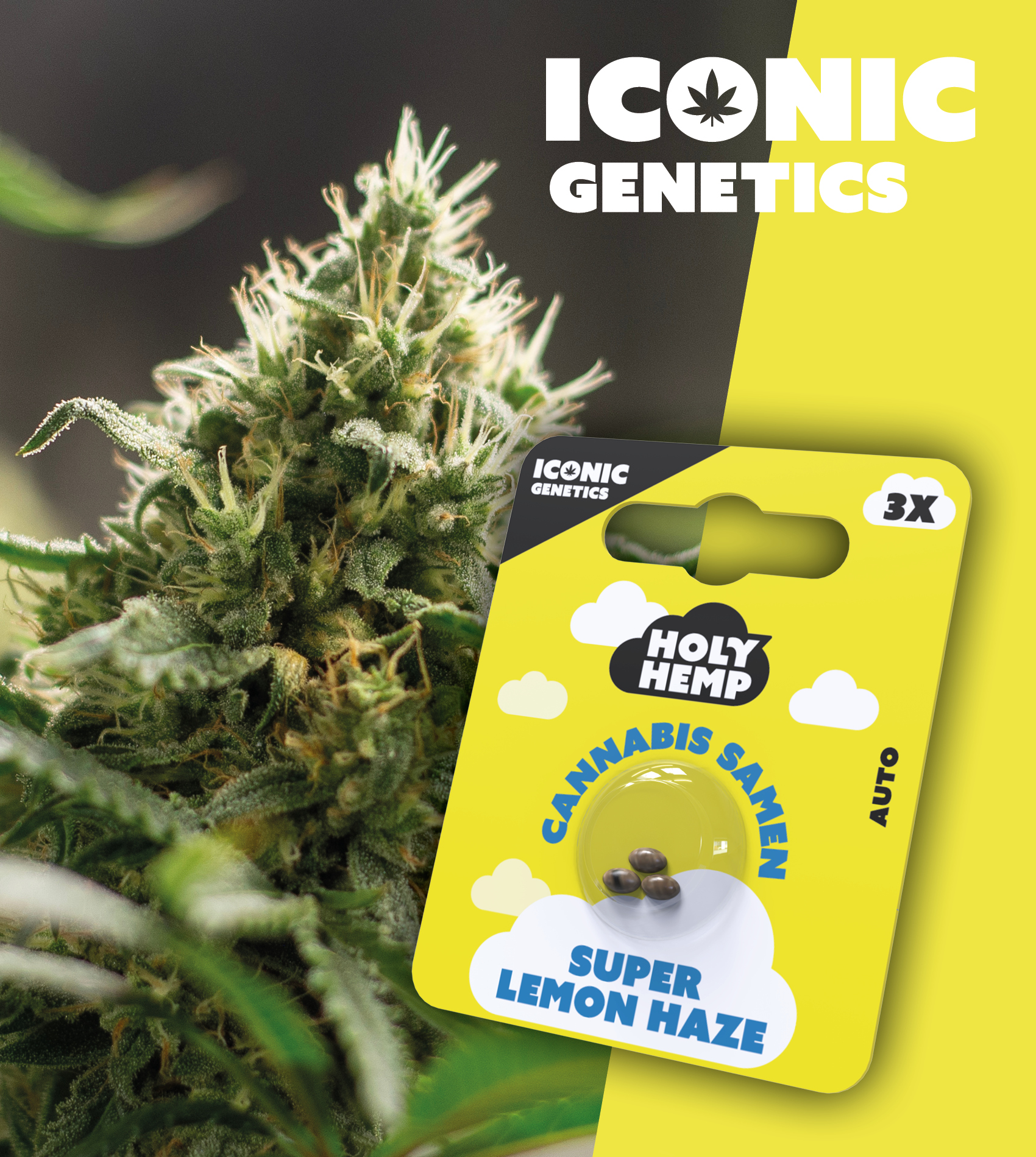 Super Lemon Haze_Holy Hemp