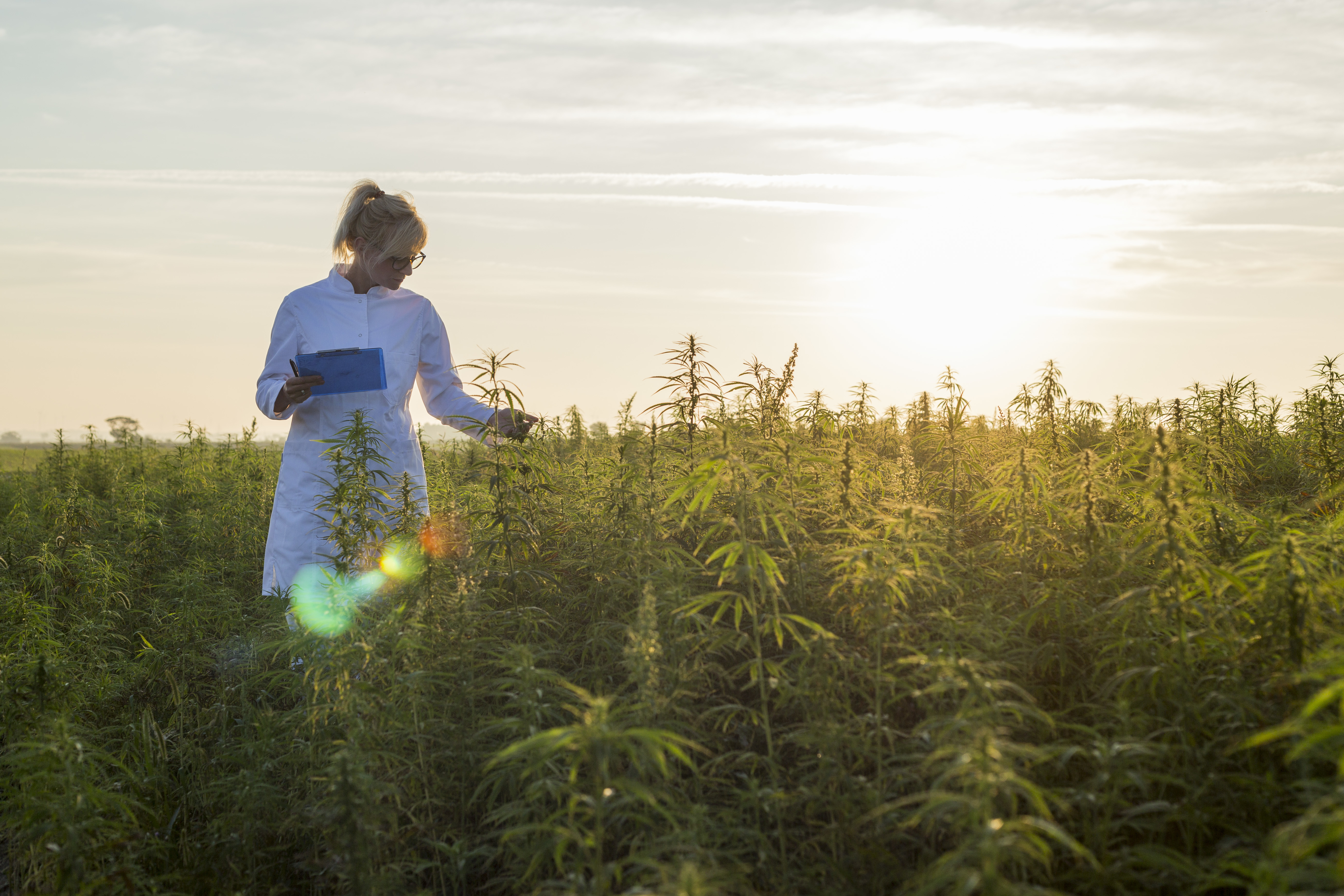 Wissen Hanf CBD Bericht Fazit