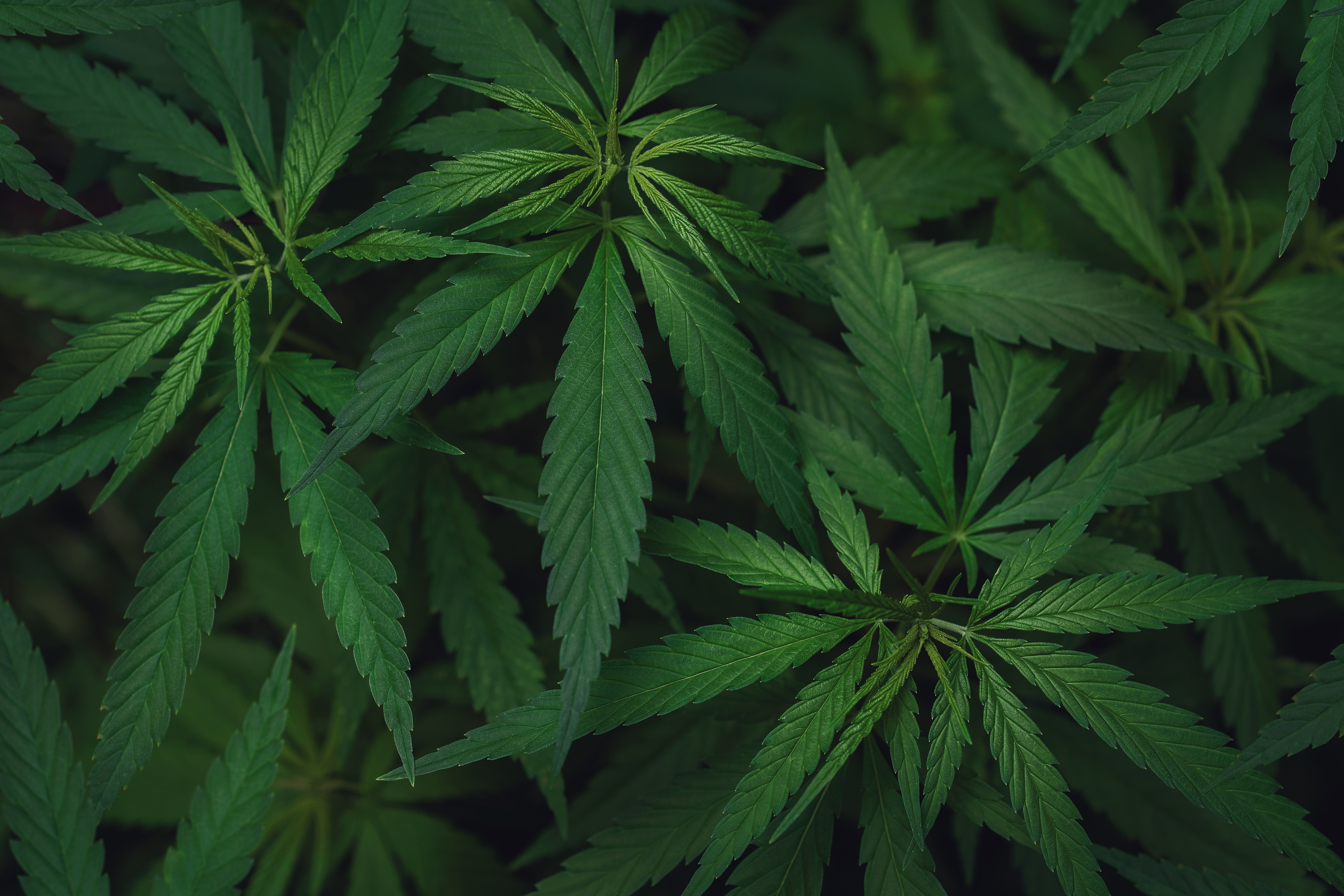Wissen über Hanfpflanze CBD Blog