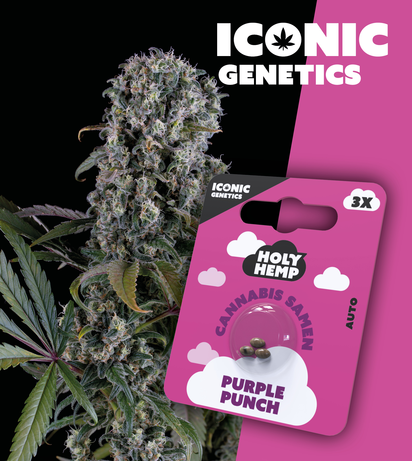 Purple-Punch-Iconic-Genetics Holy Hemp_Purple Punch