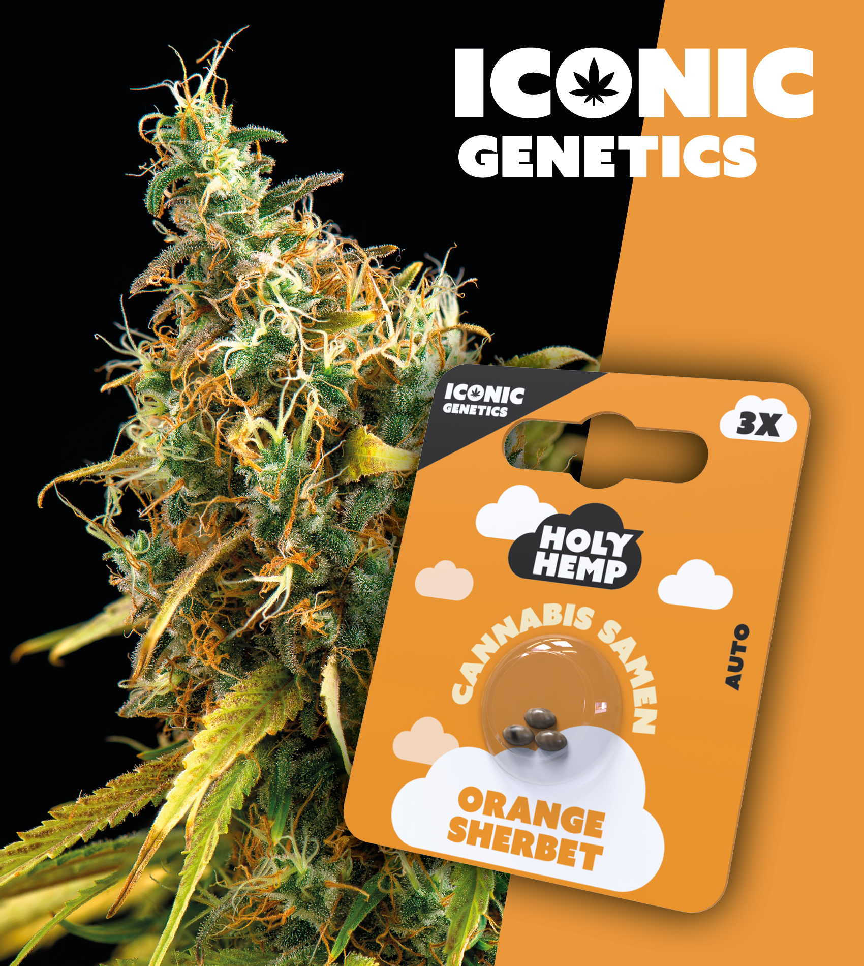 Orange Sherbet_Holy Hemp