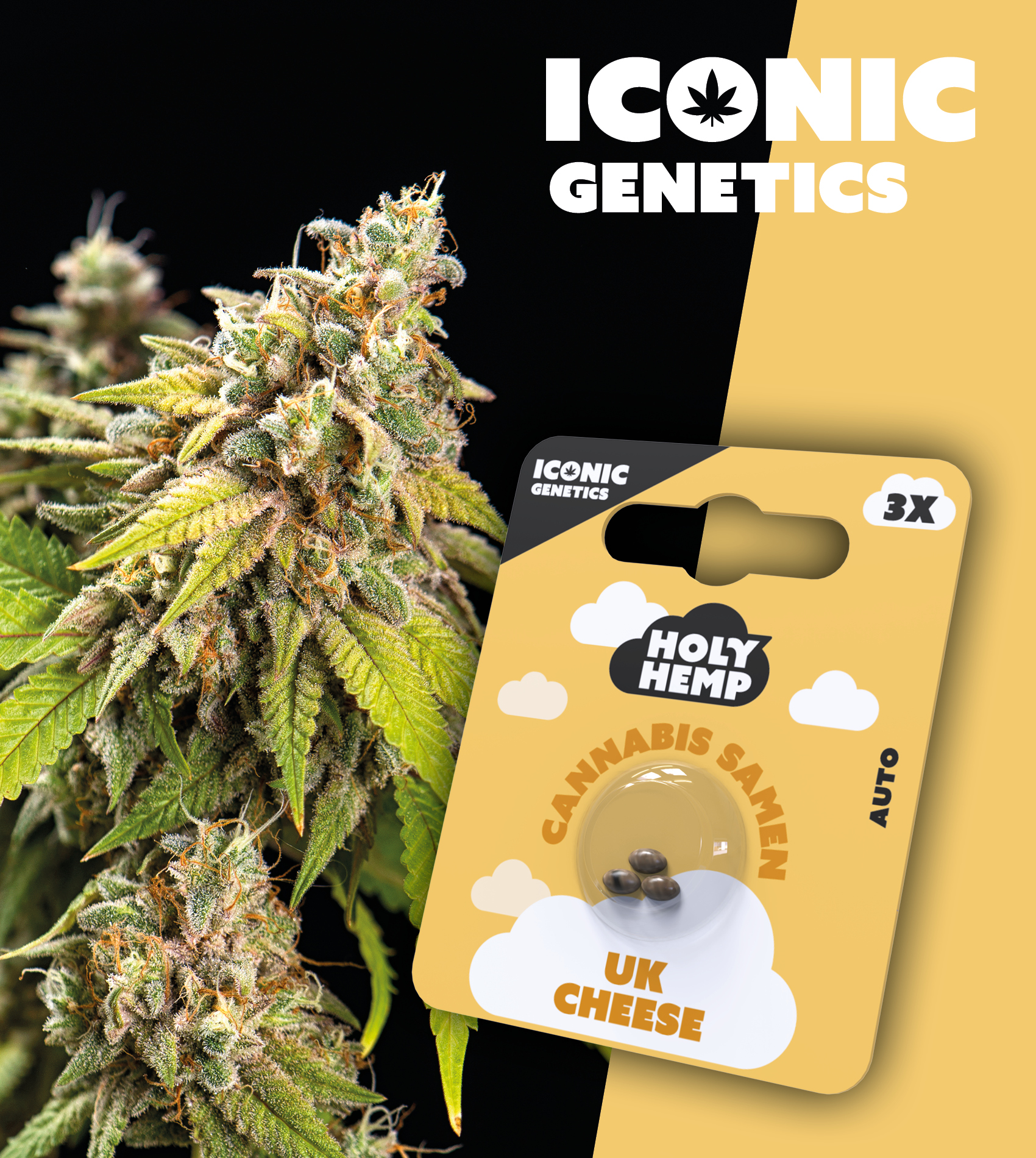 Holy Hemp_UK Cheese