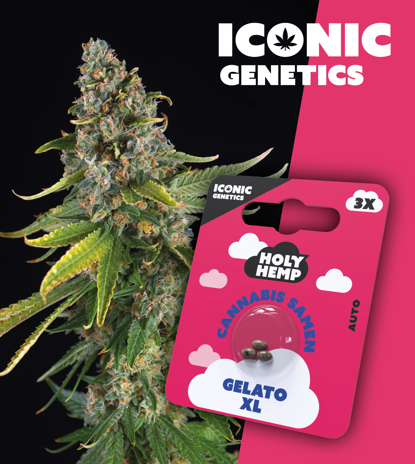 Holy Hemp_Gelato XL 