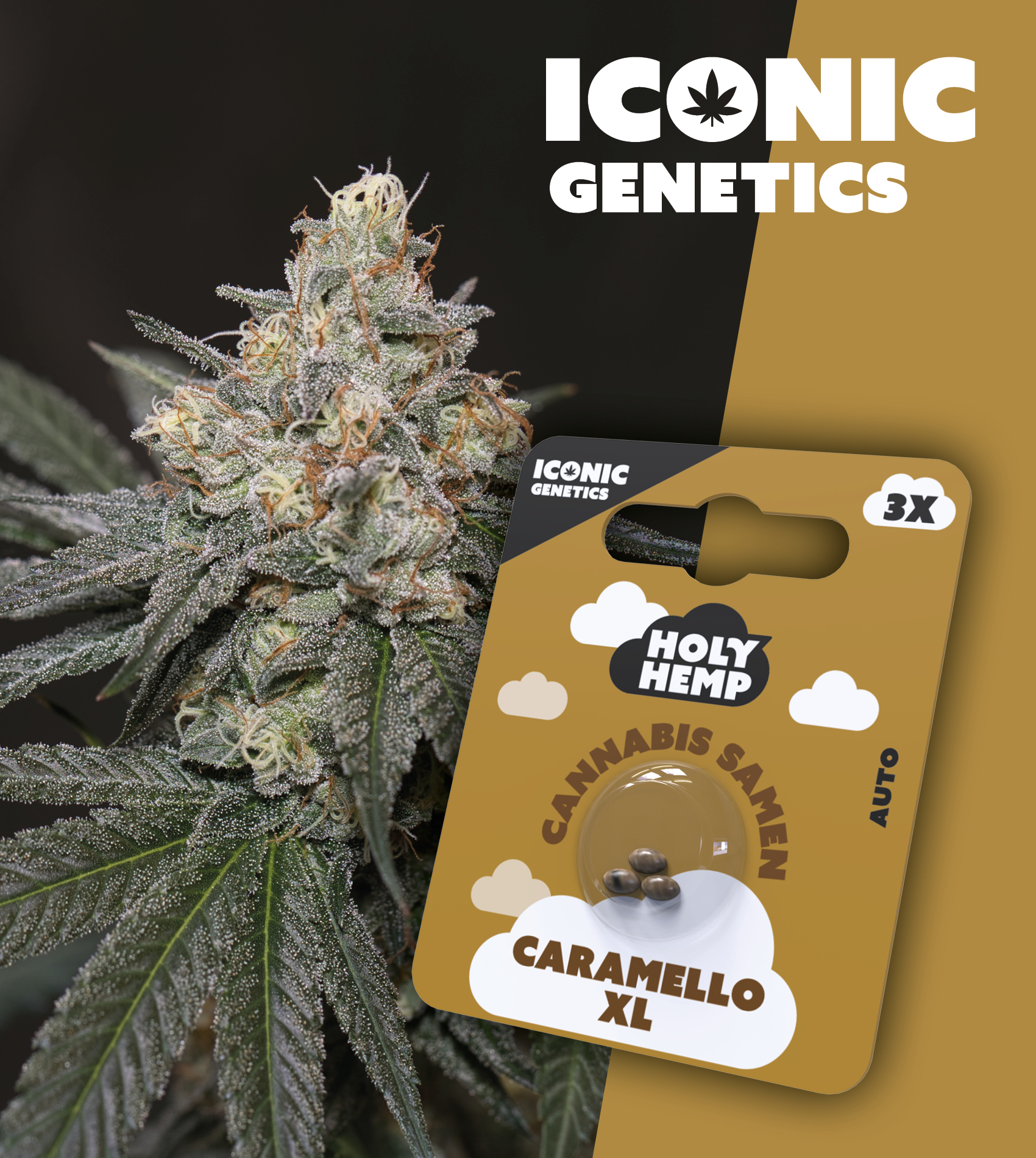 Holy Hemp_Caramello XL 