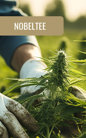 CBD Blüten bei Well ń Nature
