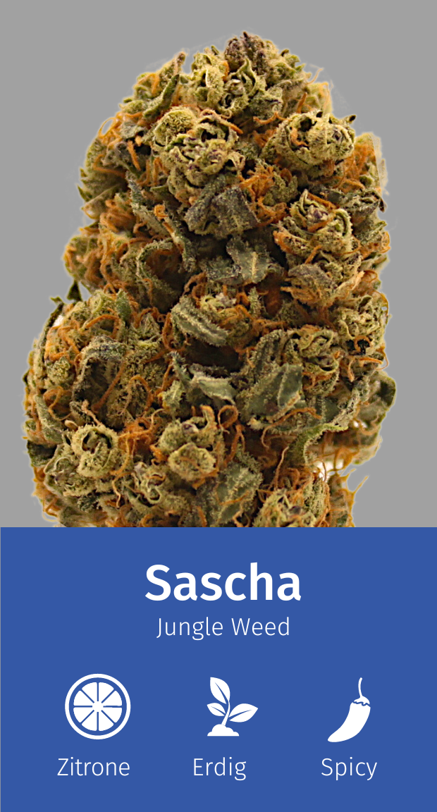 Aromabeschreibung-Sascha.png CBD Blüten Aromabeschreibung